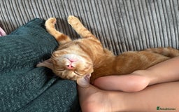 British Shorthair cats for sale: Neutered 6 month ginger kitten - Image 2