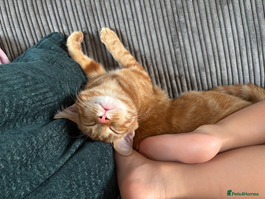 British Shorthair cats for sale: Neutered 6 month ginger kitten - Image 2