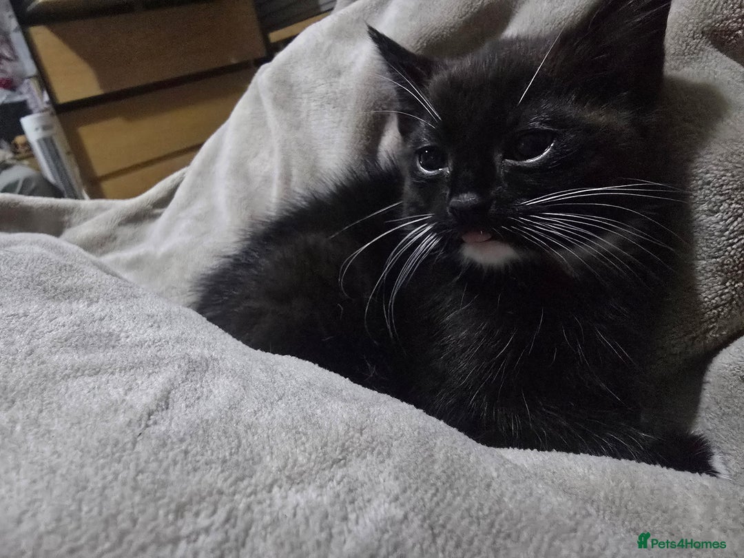 Domestic Shorthair cats for sale: Black and white male kitten  - Advert 8