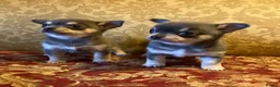 Chihuahua dogs for sale: Chihuahua puppies from licensed breeder - Advert 3