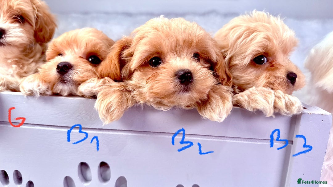 Maltipoo dogs for sale: ADORABLE TOY SIZE KOREAN SIRE F1 MALTIPOO PUPS  - Image 6