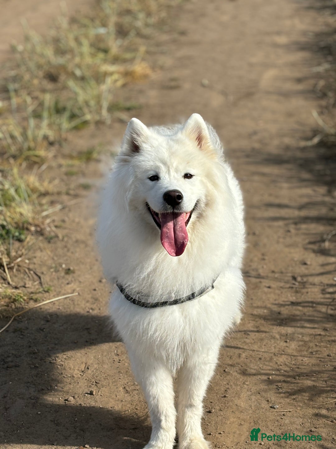 Samoyed dogs for sale: Fluffy, Friendly 3 year old Samoyed - Image 4
