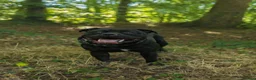 Staffordshire Bull Terrier dogs for stud: Best black stud - Advert 6