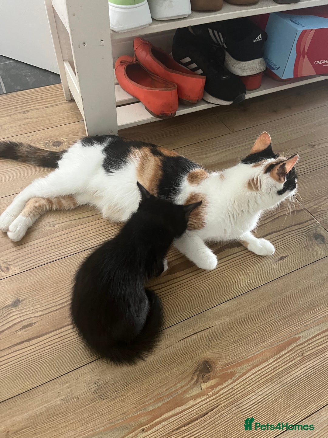Mixed Breed cats for sale: An adorable kitten  - Image 10