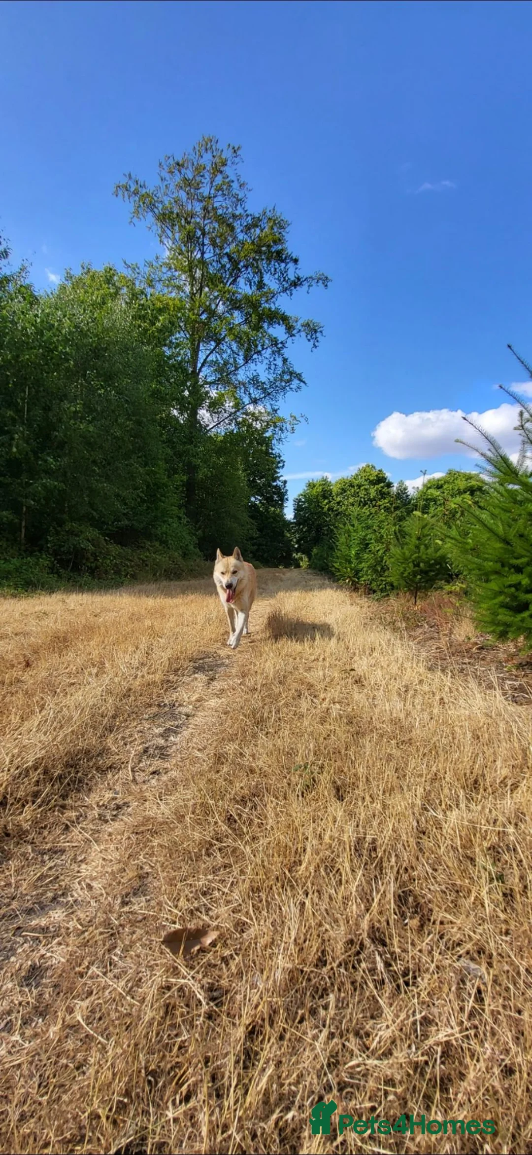 Saarloos Wolfdog dogs for sale: Low content wolfdog  - Advert 2