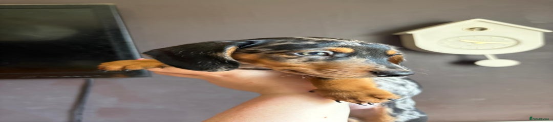 Dachshund Puppy 7 #Bob #KEEPING