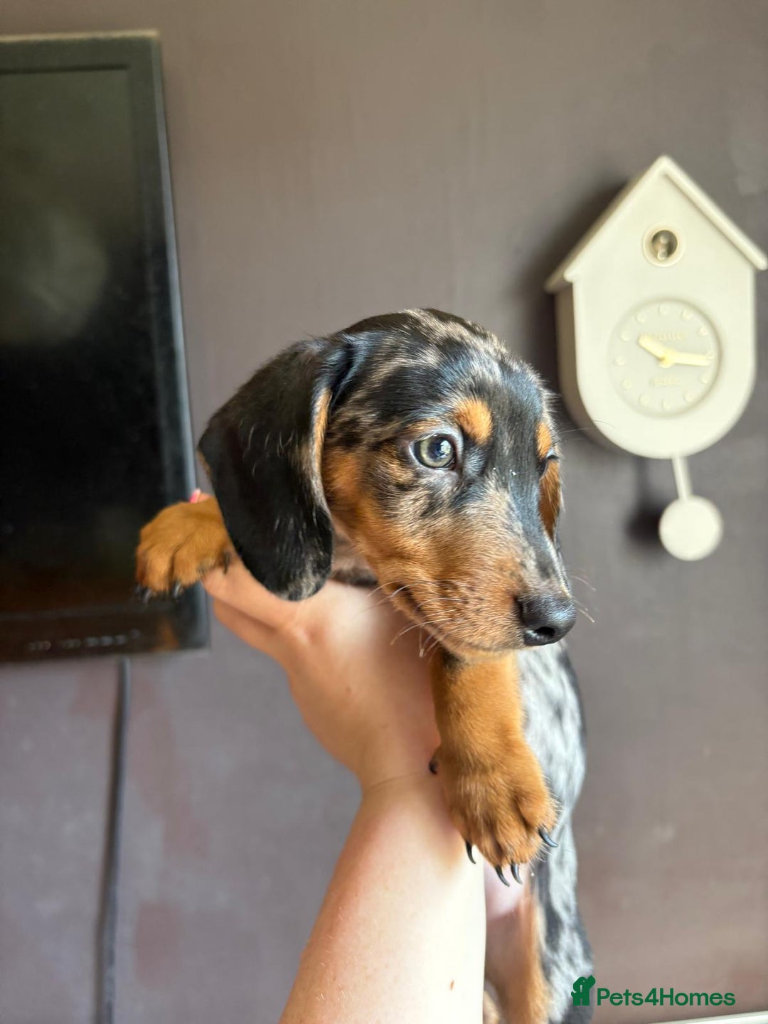 Dachshund dogs for sale: Minature dachshund puppies  - Image 24