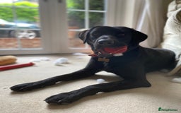 Labrador Retriever dogs for stud: KC Labrador, Health and DNA-Tested, Proven Stud in Cobham - Image 10