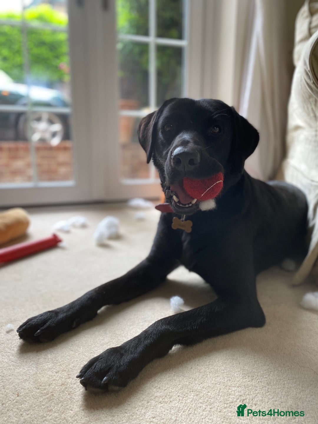 Labrador Retriever dogs for stud: KC Labrador, Health and DNA-Tested, Proven Stud in Cobham - Image 10