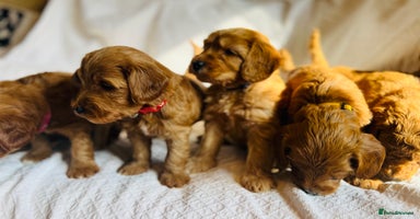 Mixed Breed dogs in Glastonbury - Advert 2