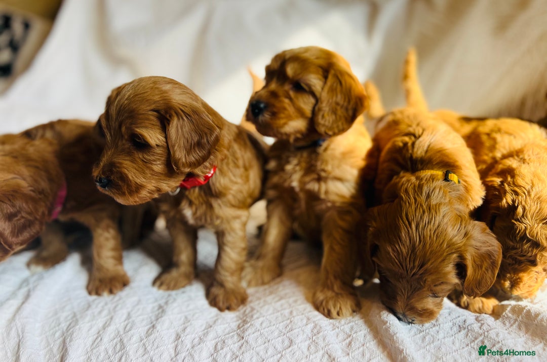 Mixed Breed dogs for sale: Australian Labradoodle Double Doodle puppies in Glastonbury - Image 3