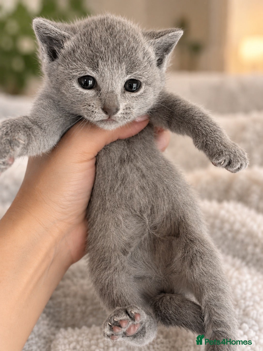 Russian Blue cats for sale: *TOP* Quality Genetically Tested Russian Blues - Advert 3