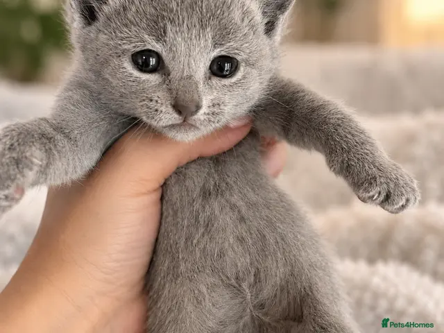 Russian Blue cats for sale: *TOP* Quality Genetically Tested Russian Blues - Advert 3