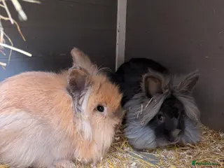 Lionhead rabbits Two angoraXlionhead bucks for rehoming - Advert 8