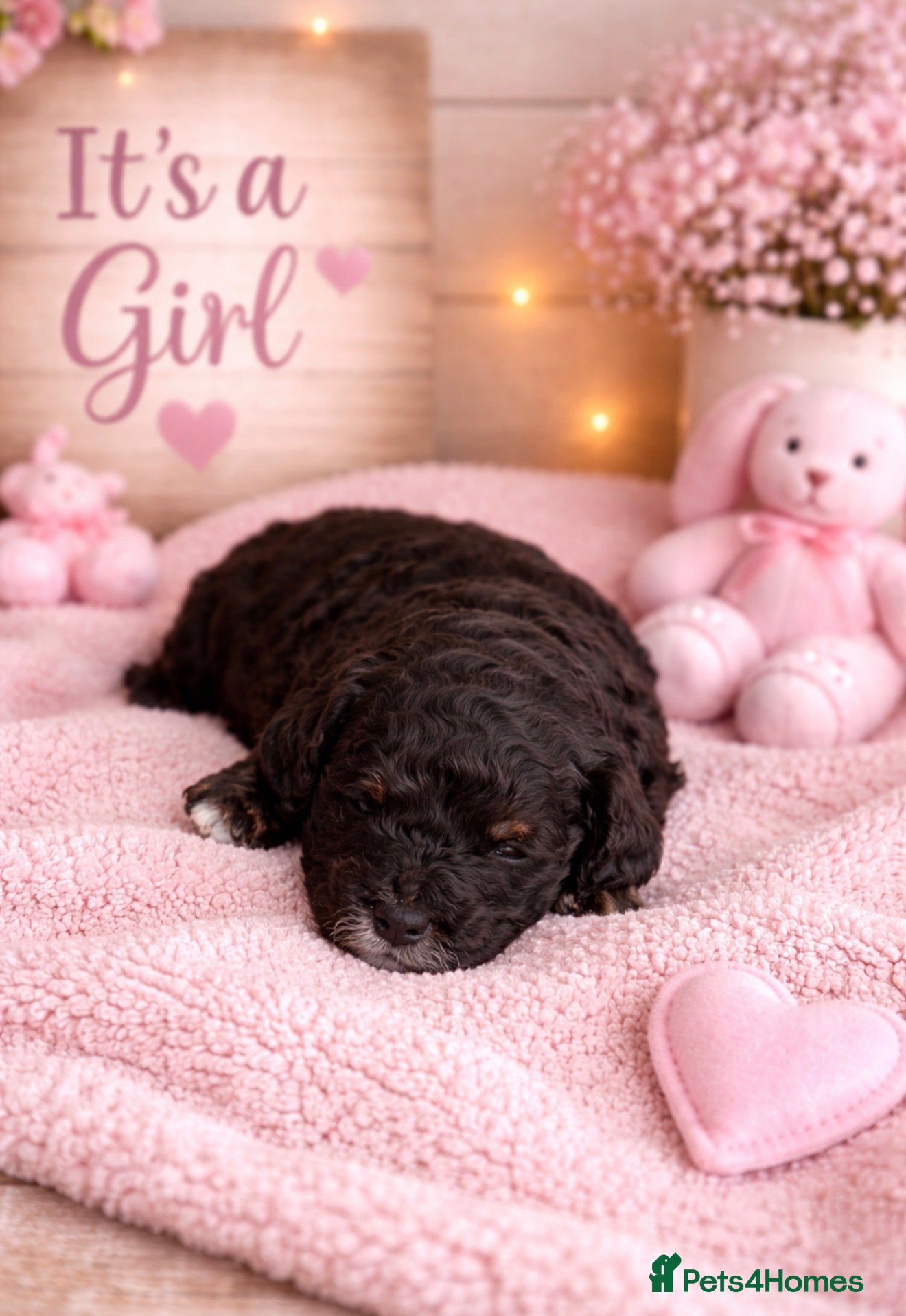 Cavapoo dogs Beautiful F1b Cavapoo's Raised in the home - Advert 1