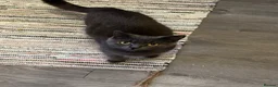 British Shorthair cats for sale: Blue British Shorthair x Russian Blue Girl - Advert 1