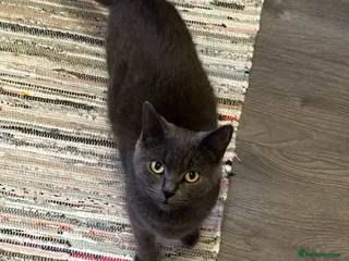 British Shorthair cats Blue British Shorthair x Russian Blue Girl - Advert 3