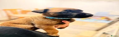 Belgian Shepherd Dog 5