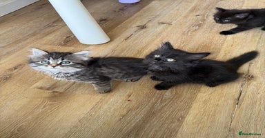 Persian cats - Advert 2