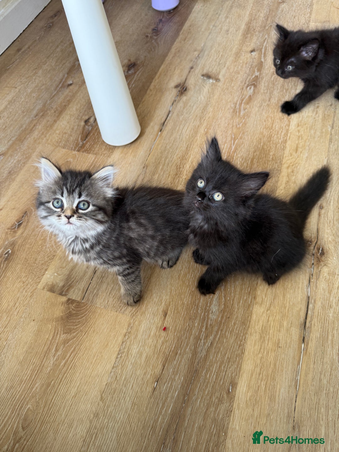 Persian cats for sale: Persian / British shorthair mix 🩷8 weeks old 🩷 - Image 6