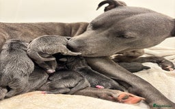 Staffordshire Bull Terrier dogs for sale: Beautiful Blue Stafford bullterriers - Image 6