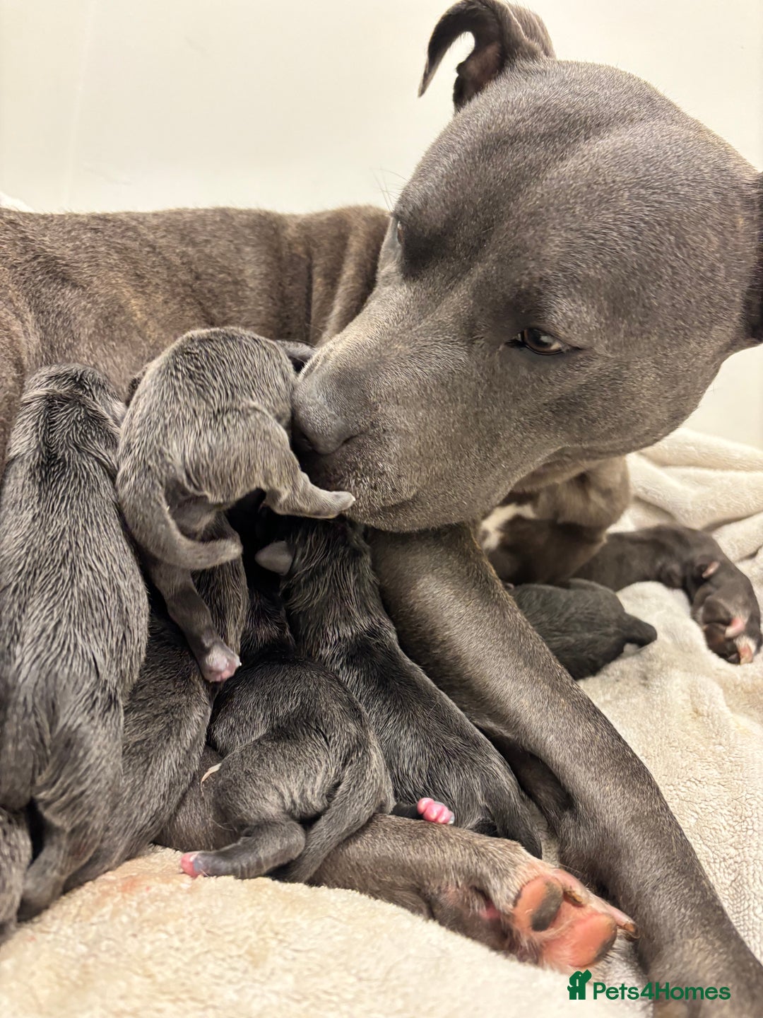 Staffordshire Bull Terrier dogs for sale: Beautiful Blue Stafford bullterriers - Image 6