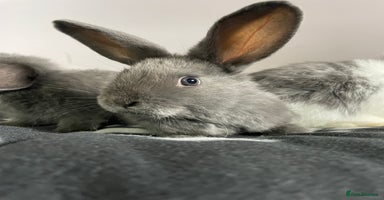 French Lop rabbits - Advert 14