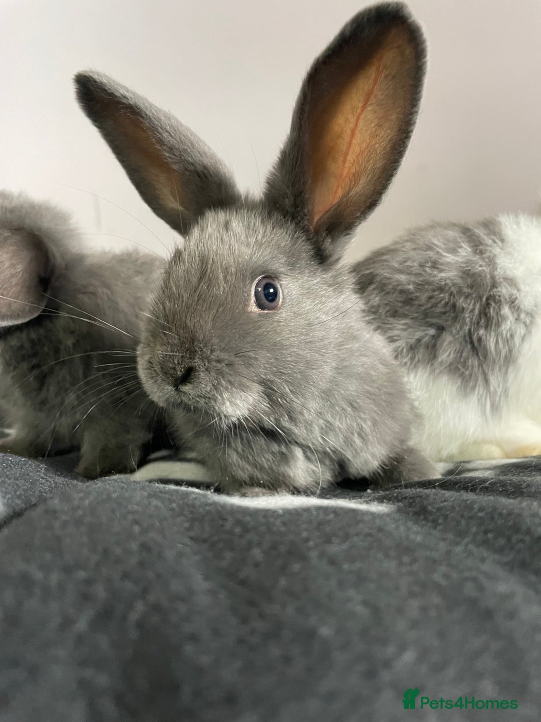 French Lop rabbits for sale: Blue French lopXDutch baby rabbits ready to go now - Image 9