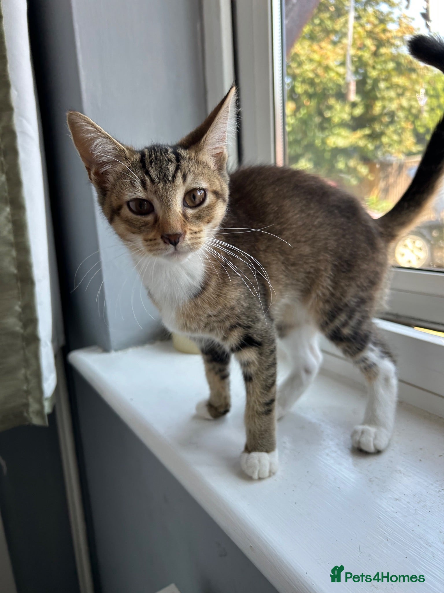 Mixed Breed cats 🚨KITTENS URGENTLY NEEDING HOMES!!!🚨REDUCED - Advert 1