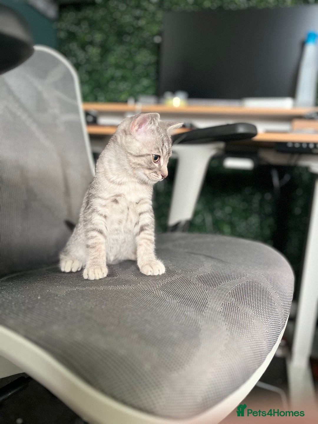 British Shorthair cats for sale: Beautiful British Shorthair Kittens... - Image 27