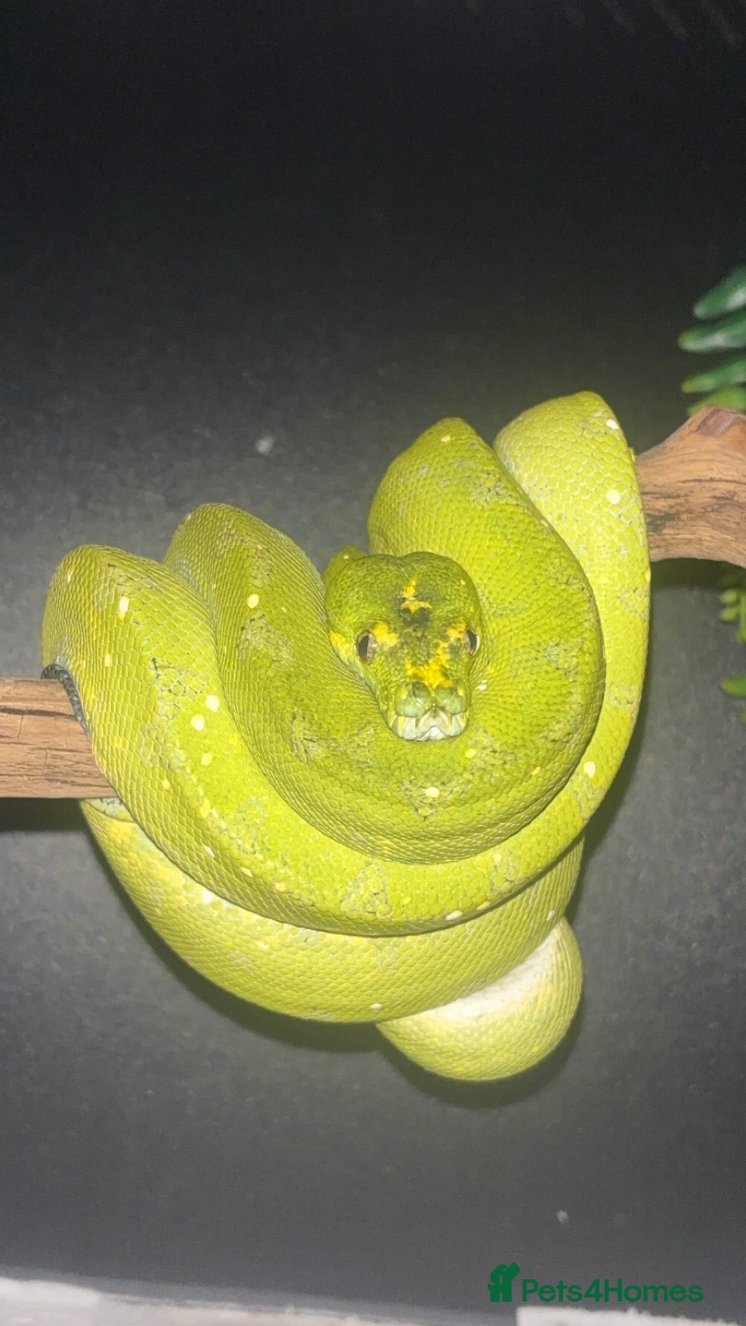Python Snake reptiles for sale: Male Biak locality Green Tree Python Indo Import - Advert 5