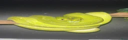 Python Snake reptiles for sale: Male Biak locality Green Tree Python Indo Import - Advert 1