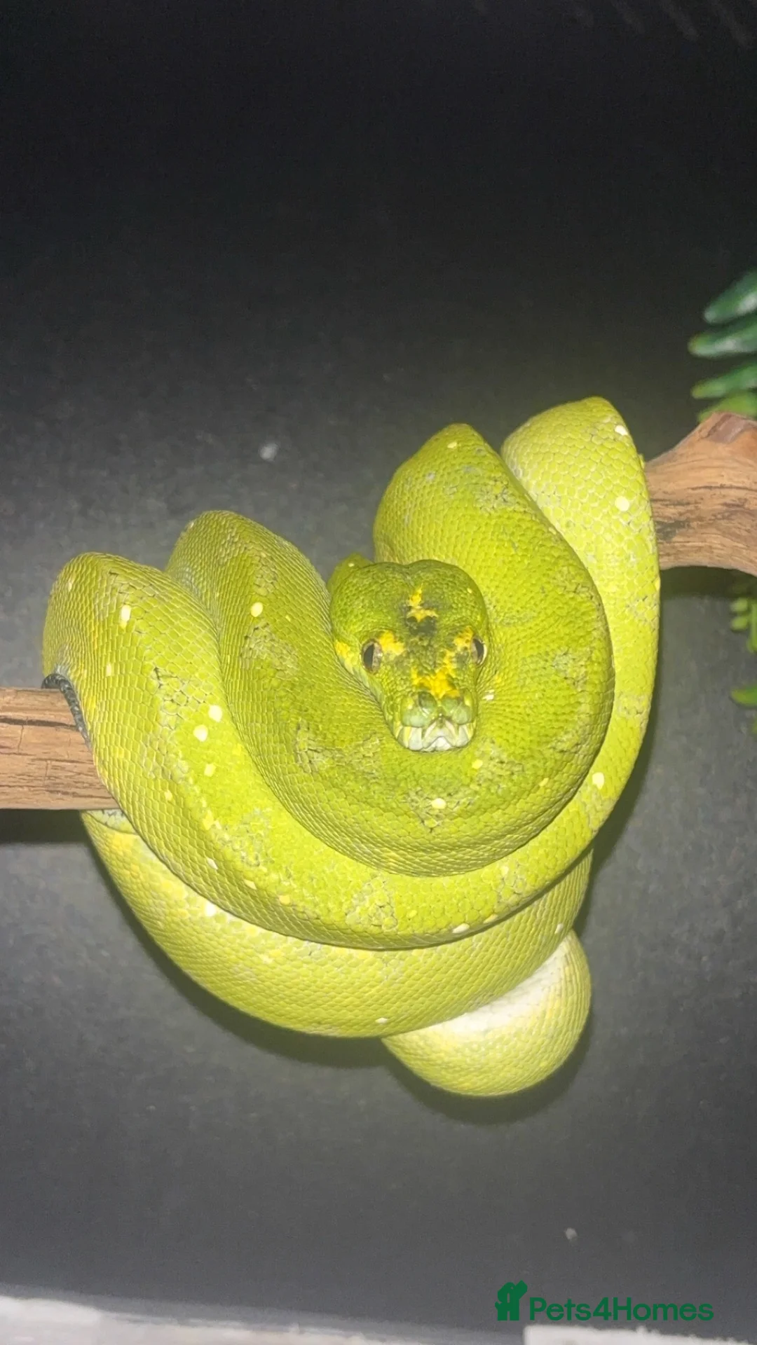 Python Snake reptiles for sale: Male Biak locality Green Tree Python Indo Import - Advert 1