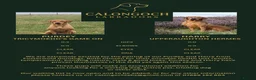 Labrador Retriever dogs for sale: KC reg working Fox Red Labradors puppies in Alnwick - Advert 3