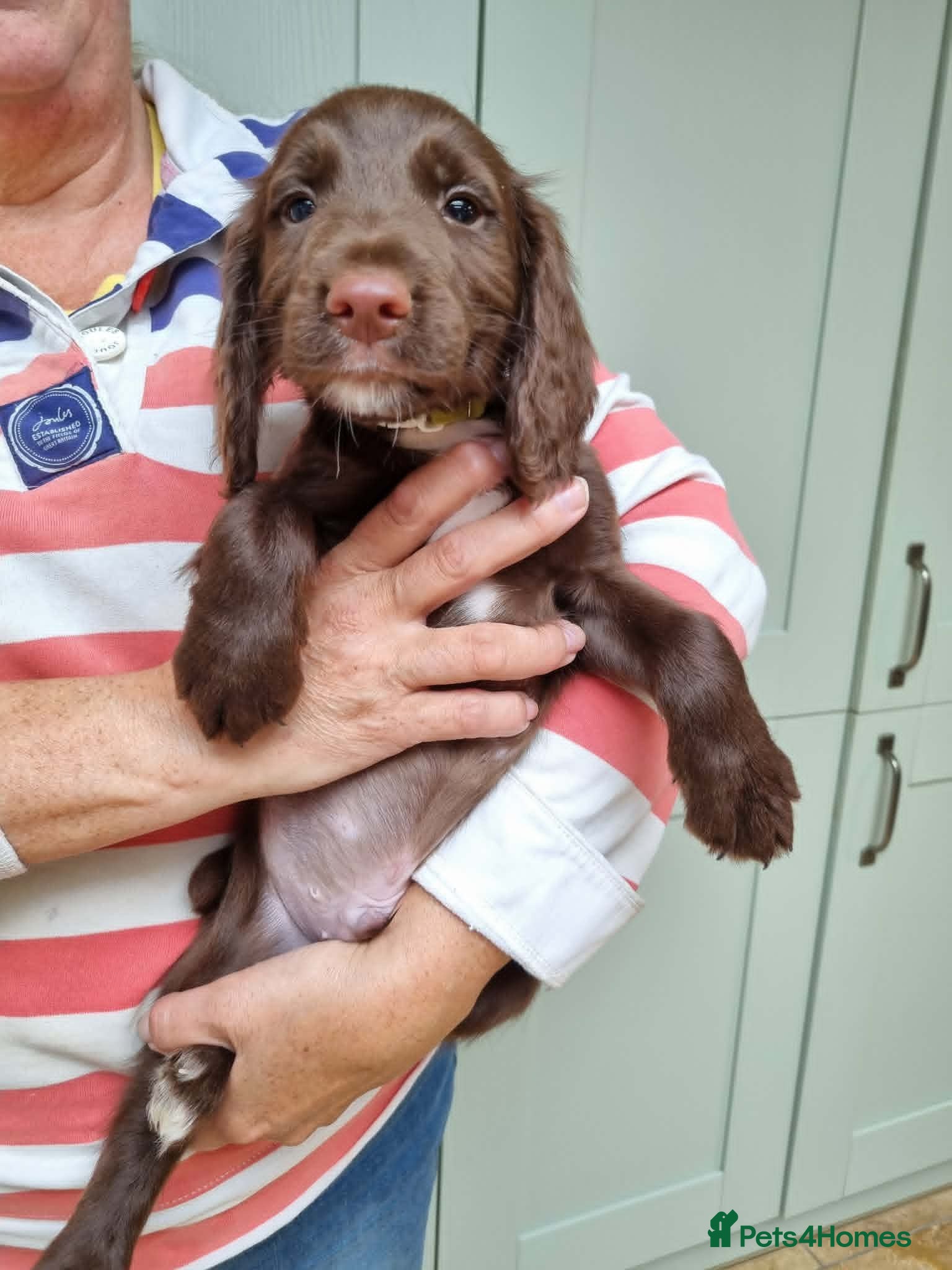 Sprocker dogs Sprocker pups for sale ( Springer x Cocker) - Advert 10