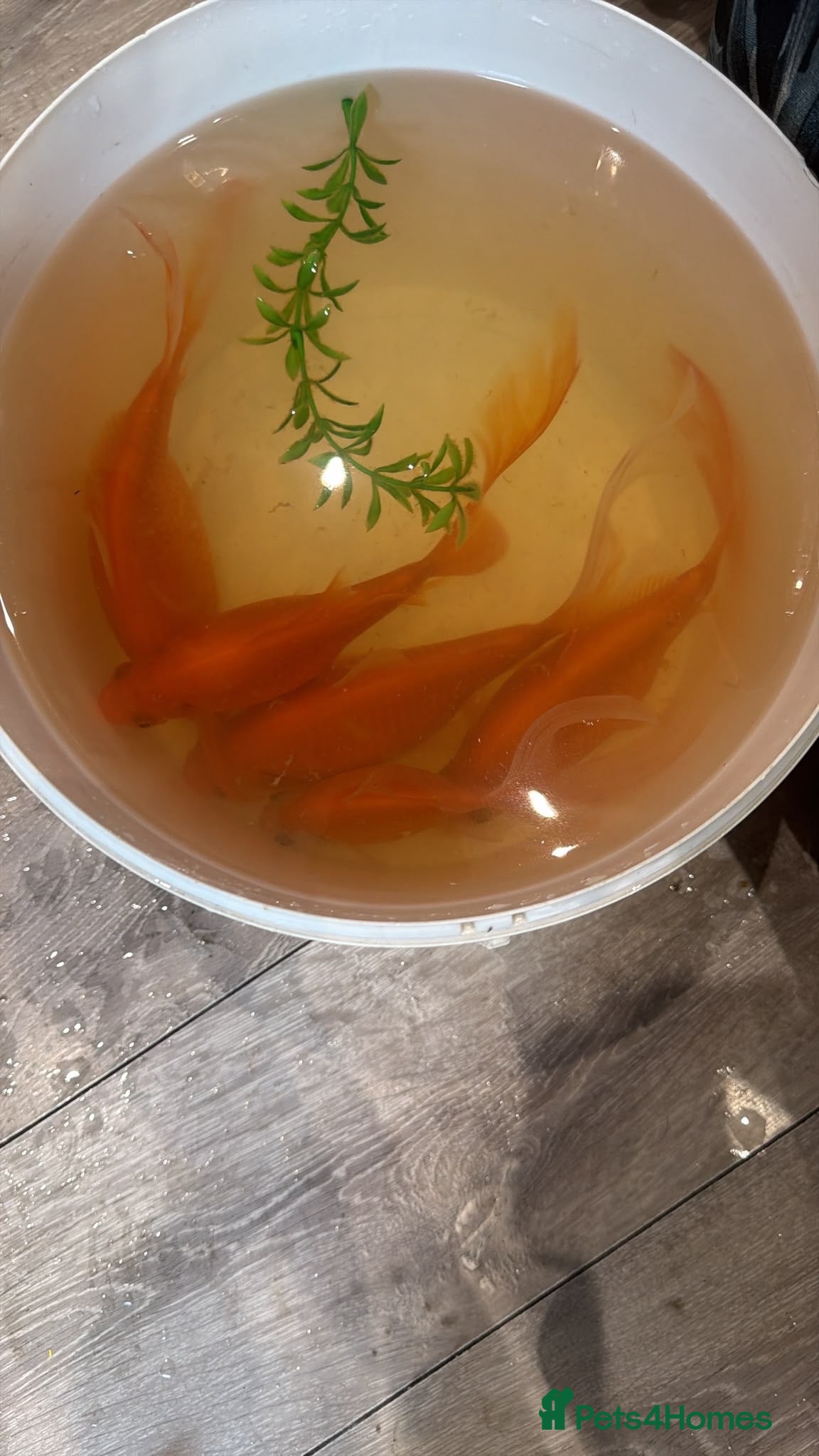 Koi Carp fish Fish for adoption  - Advert 13