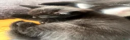 Mixed Breed cats for sale: Kittens  - Advert 17