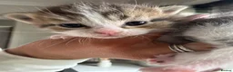 Domestic Shorthair cats for sale: Tabby domestic short hair kittens  - Advert 5