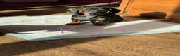 Miniature Dachshund dogs for sale: 4 playful dachshund pups  - Advert 3