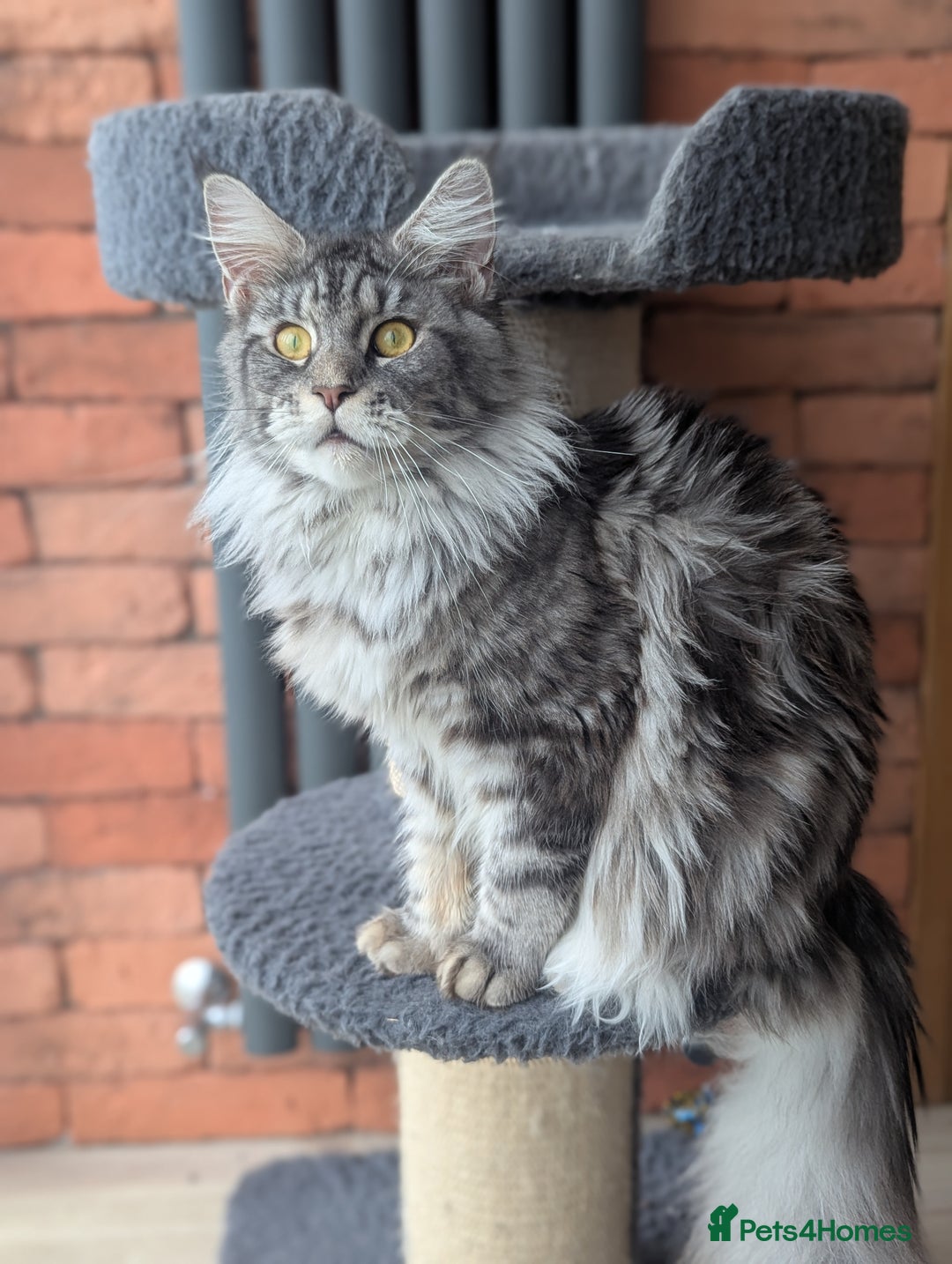 Maine Coon cats for sale: Maine coon females  - Advert 8