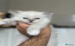 Ragdoll cats for sale: Gorgeous Balls Of Fluff 🥰😻🤗 - Image 29
