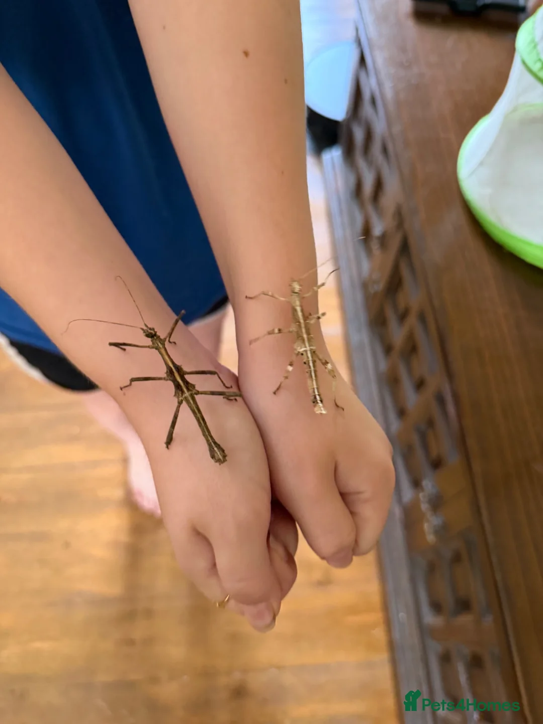 Stick Insects invertebrates for sale: Sunny stick insect in Spalding - Advert 1