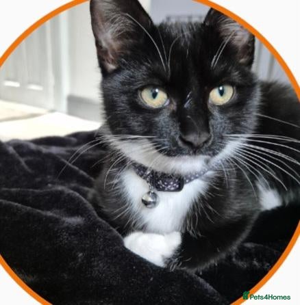 Mixed Breed cats One male and female siblings cat  - Advert 2