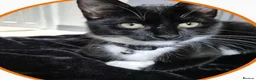 Mixed Breed cats for sale: One male and female siblings cat  - Advert 1