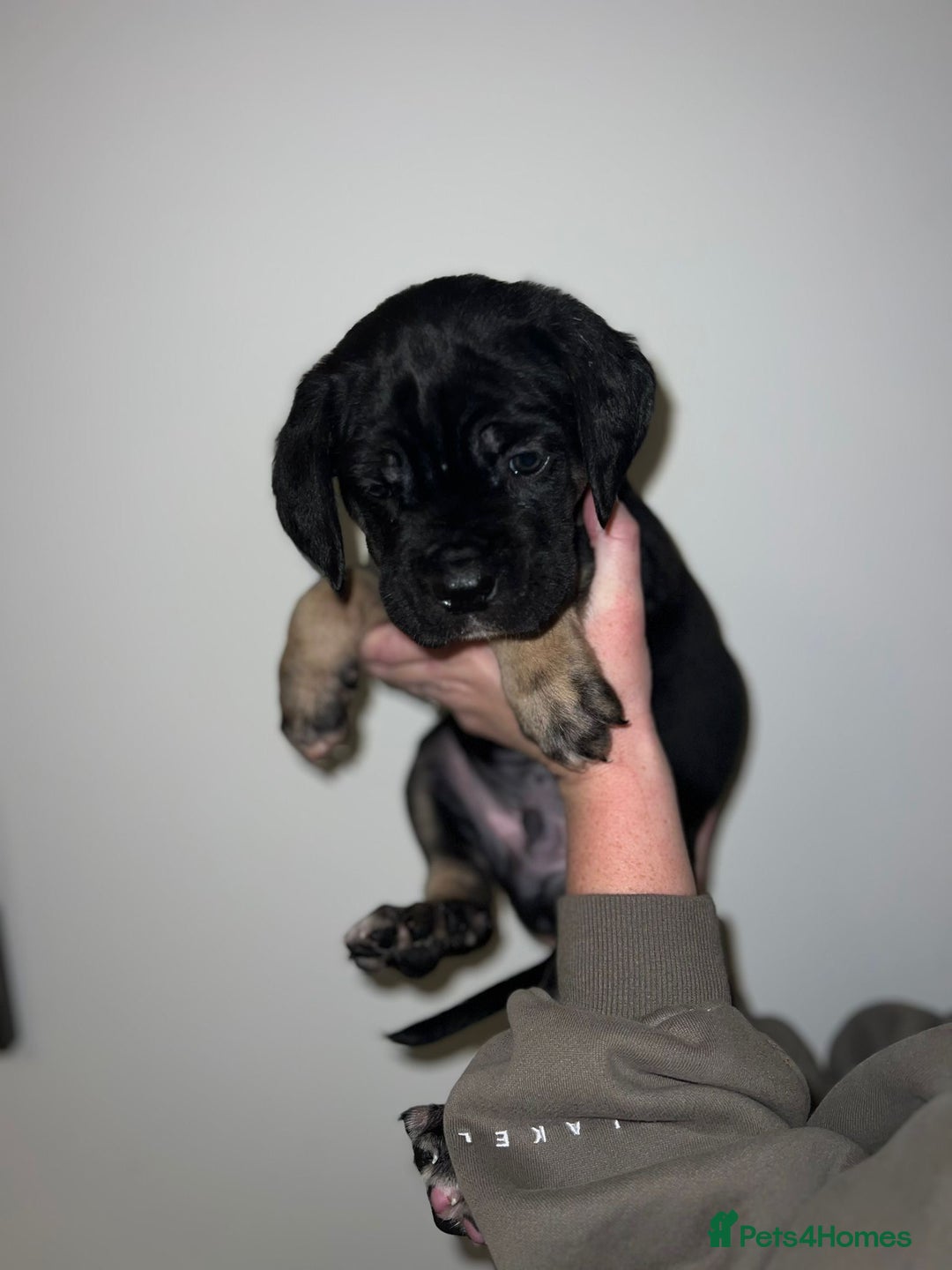 Cane Corso dogs for sale: Cane Corso puppies family reared no expense spared - Advert 16