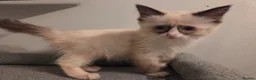 Ragdoll cats for sale: GCCF Ragdoll Kittens - Ready Now (Pet or Active) - Advert 21