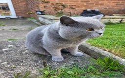 British Shorthair cats for sale: Blue, British short hair male - Image 1