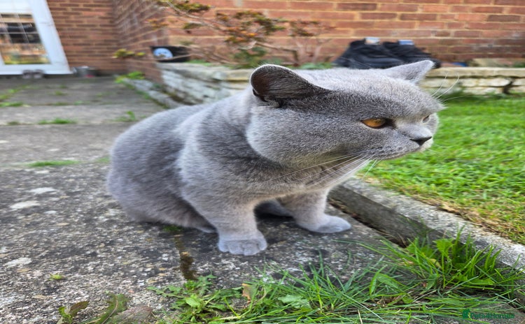 British Shorthair cats - Advert 2