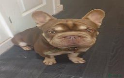 French Bulldog dogs for sale: mr Hugo  - Image 5