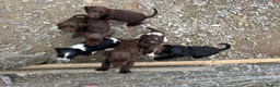 Cocker Spaniel dogs for sale: Beautiful cockerspaniel puppies  - Advert 5